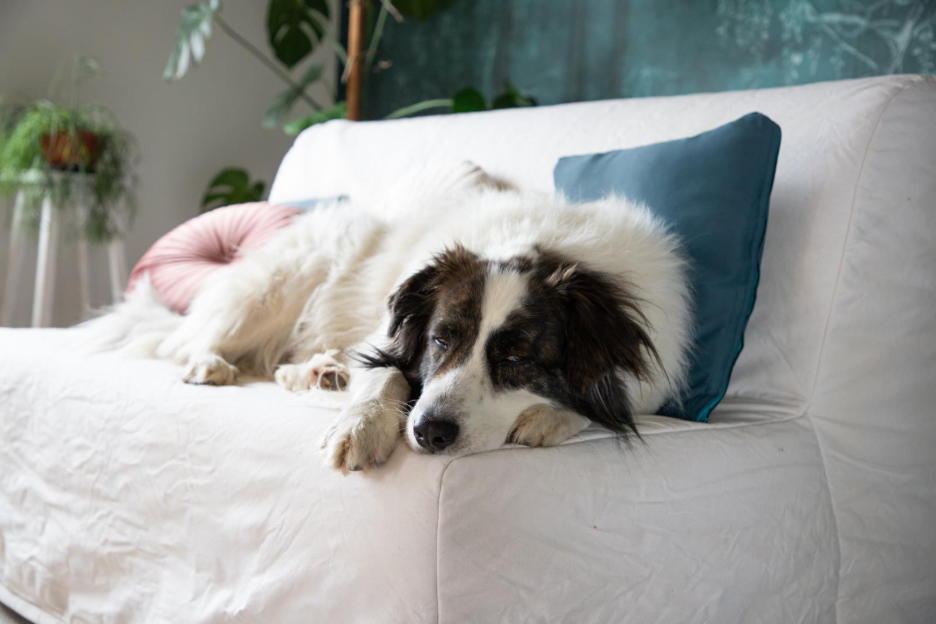 large dog on a couch falling asleep